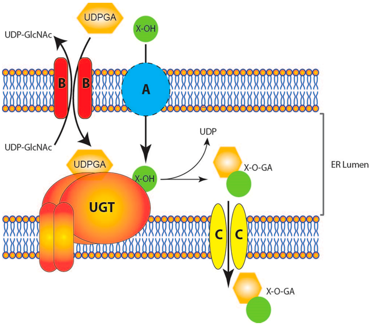 UDP SILUMAN.hc