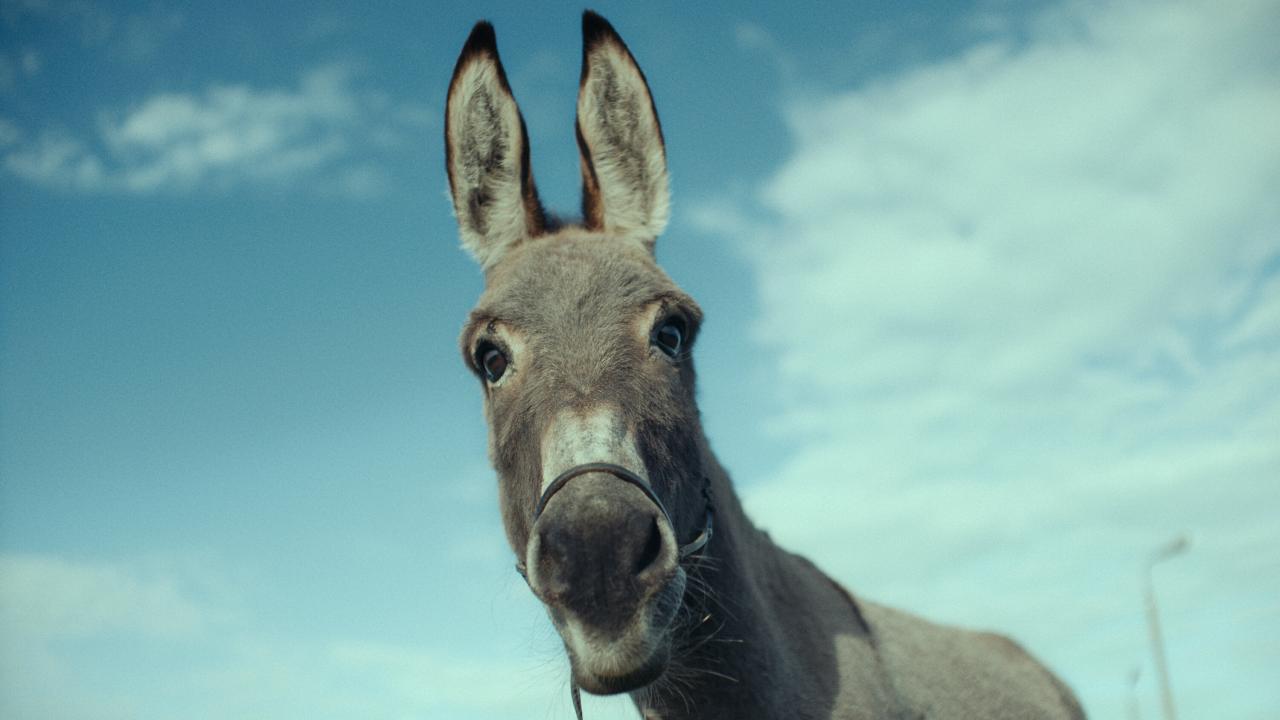 Donkey Movie App Download.apk