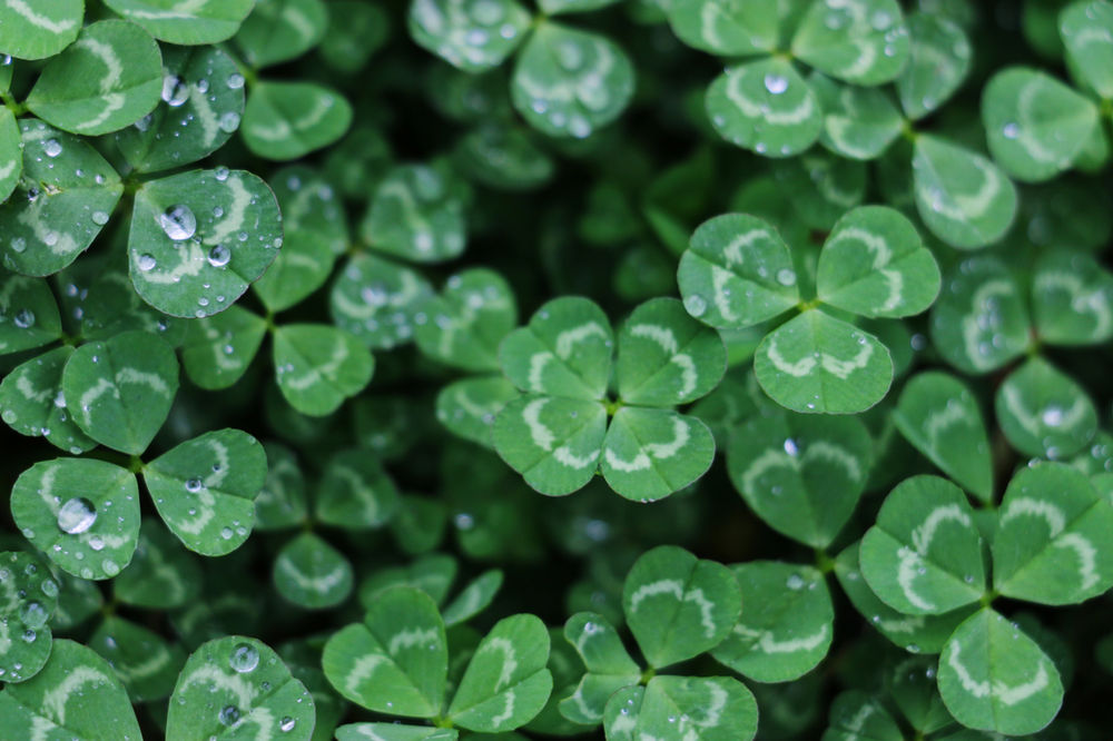 Clovers.apk