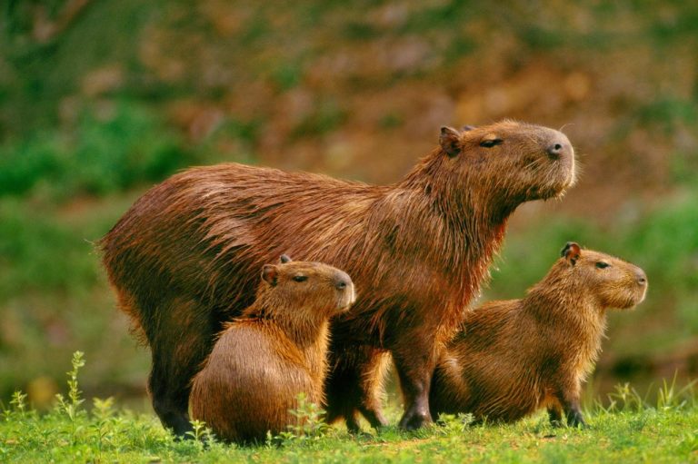 ⏬ Gratis Capybara Go MOD APK Latest Version.apk (217.4 KB)