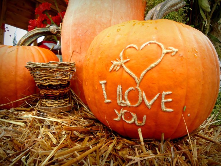 ⬇️ Download Pumpkin Love APK 4.1Mediafire Free Download For Android.apk (3.63 MB)